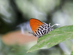 Drupadia ravindra moorei