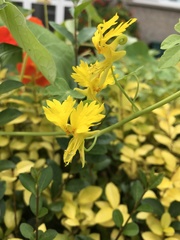 Tropaeolum peregrinum