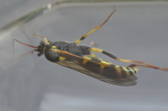 Amblyteles armatorius