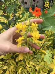 Tropaeolum peregrinum