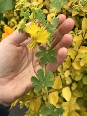 Tropaeolum peregrinum