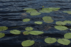 Nuphar pumila