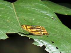 Lasippa heliodore dorelia