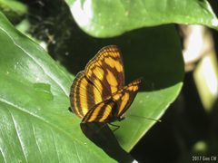 Lasippa tiga siaka