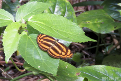 Lasippa tiga siaka