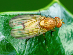 Minettia inusta
