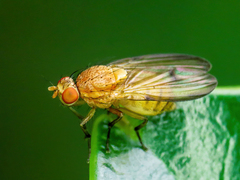 Minettia inusta