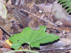 Faunis canens arcesilas