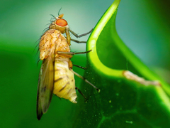 Minettia inusta