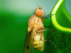 Minettia inusta
