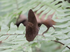 Faunis canens arcesilas