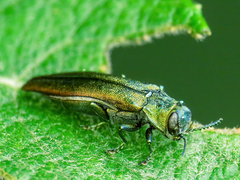 Agrilus viridis