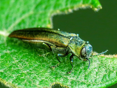 Agrilus viridis