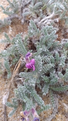Oxytropis lanata