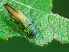 Agrilus viridis