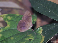 Faunis canens arcesilas