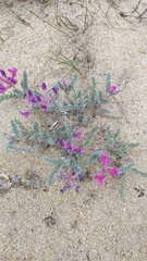 Oxytropis lanata