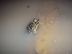 Rhinella beebei