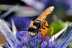 Philanthus triangulum