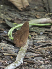 Faunis canens arcesilas