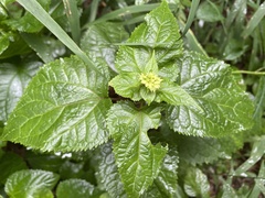 Ageratina roanensis