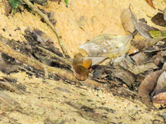 Faunis canens arcesilas