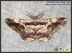 Coremecis nigrovittata