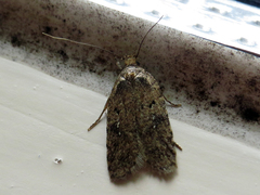 Agonopterix heracliana
