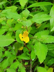 Impatiens noli-tangere