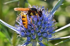 Philanthus triangulum