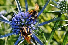 Philanthus triangulum