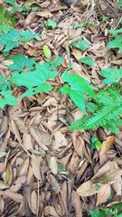 Dioscorea sansibarensis