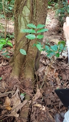 Archidendron jiringa