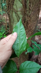 Archidendron jiringa