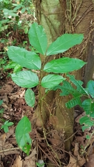 Archidendron jiringa