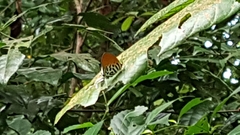 Drupadia ravindra moorei