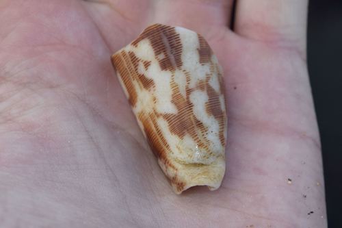 Conus striatus observed 2017-06-20