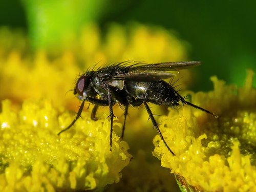 Pouting Woodlouse-fly, Bellingwedde, Groningen, Netherlands, photo 6 of 10