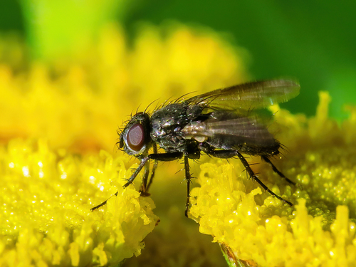 Pouting Woodlouse-fly, photo 3 of 10