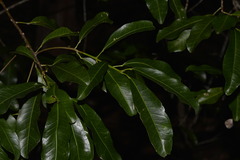 Acronychia oblongifolia