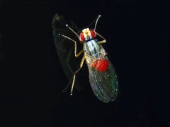 Scaptomyza graminum