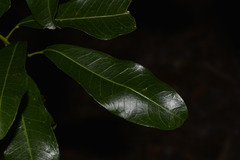 Acronychia oblongifolia