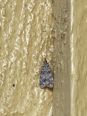 Eudonia lacustrata