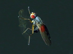 Scaptomyza graminum