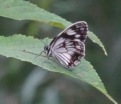 Melanargia epimede