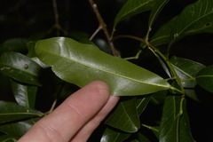 Acronychia oblongifolia