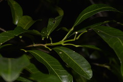 Acronychia oblongifolia