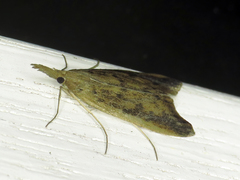 Schoenobius gigantella
