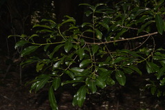 Acronychia oblongifolia