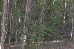 Acronychia oblongifolia